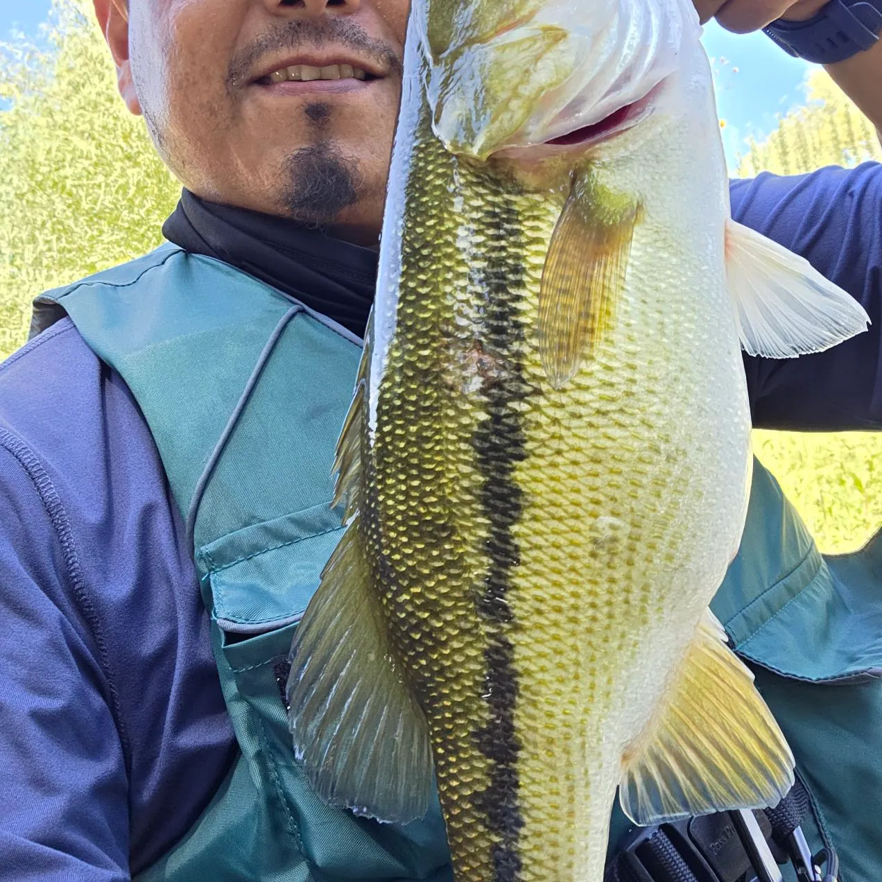 Spotted bass caught on Fishbrain