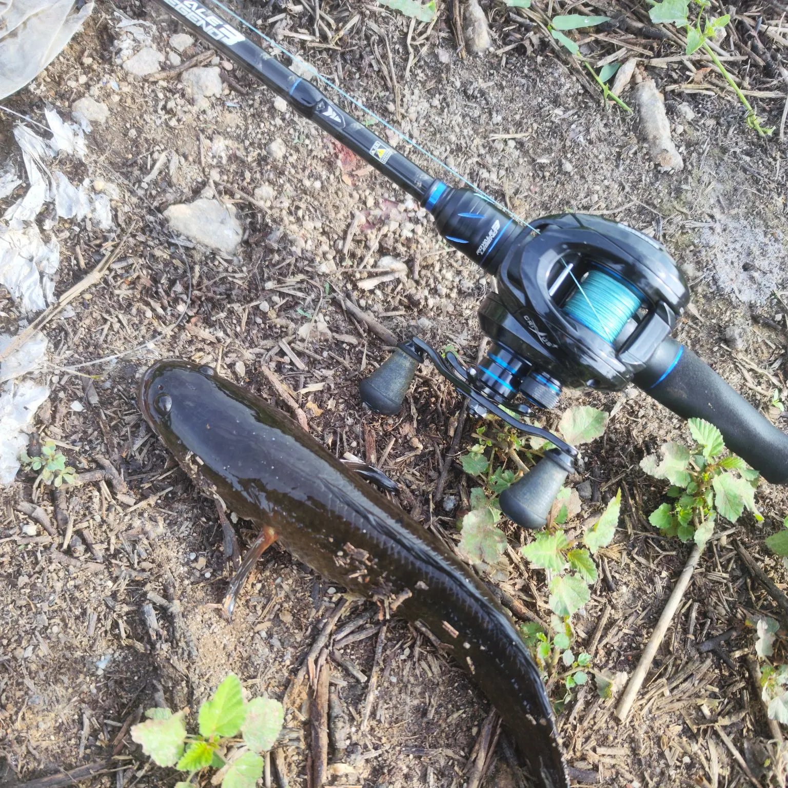 The most recent Striped snakehead catches on Fishbrain