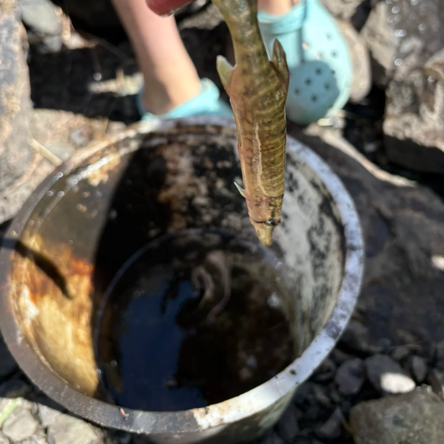Chain pickerel caught on Fishbrain