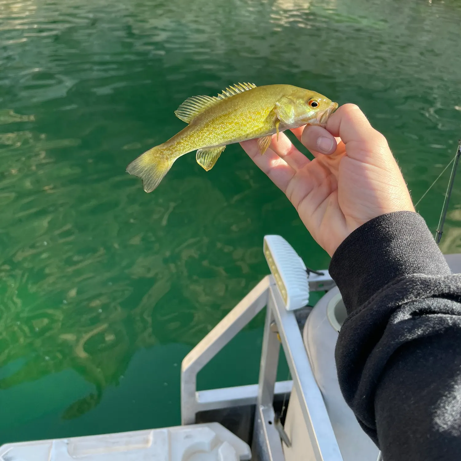 Smallmouth bass caught on Fishbrain