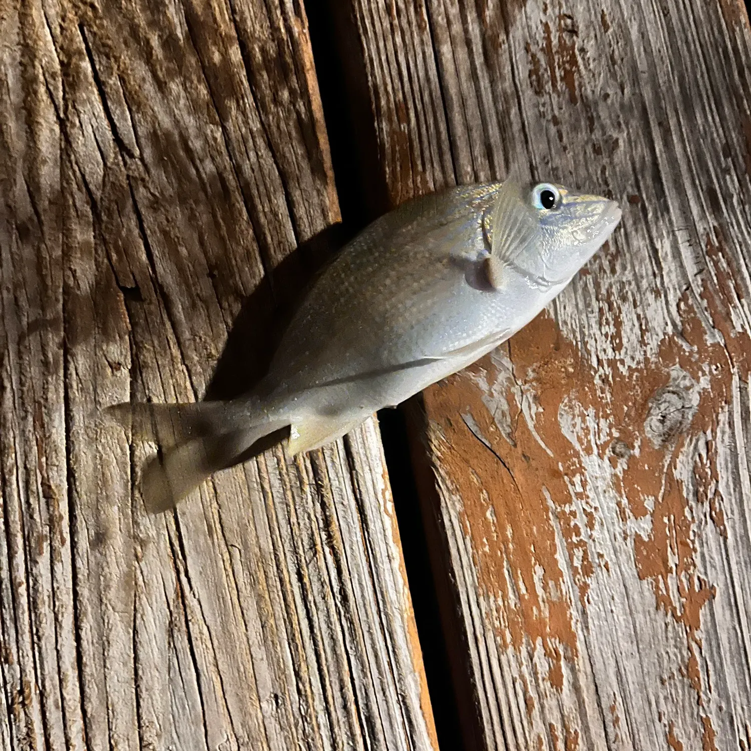 The most recent Tomtate grunt catches on Fishbrain