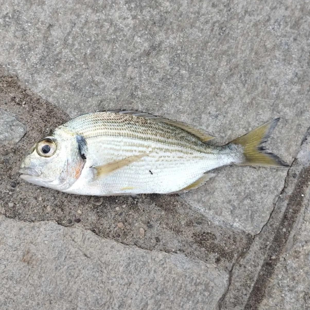 The most recent Gilthead seabream catches on Fishbrain