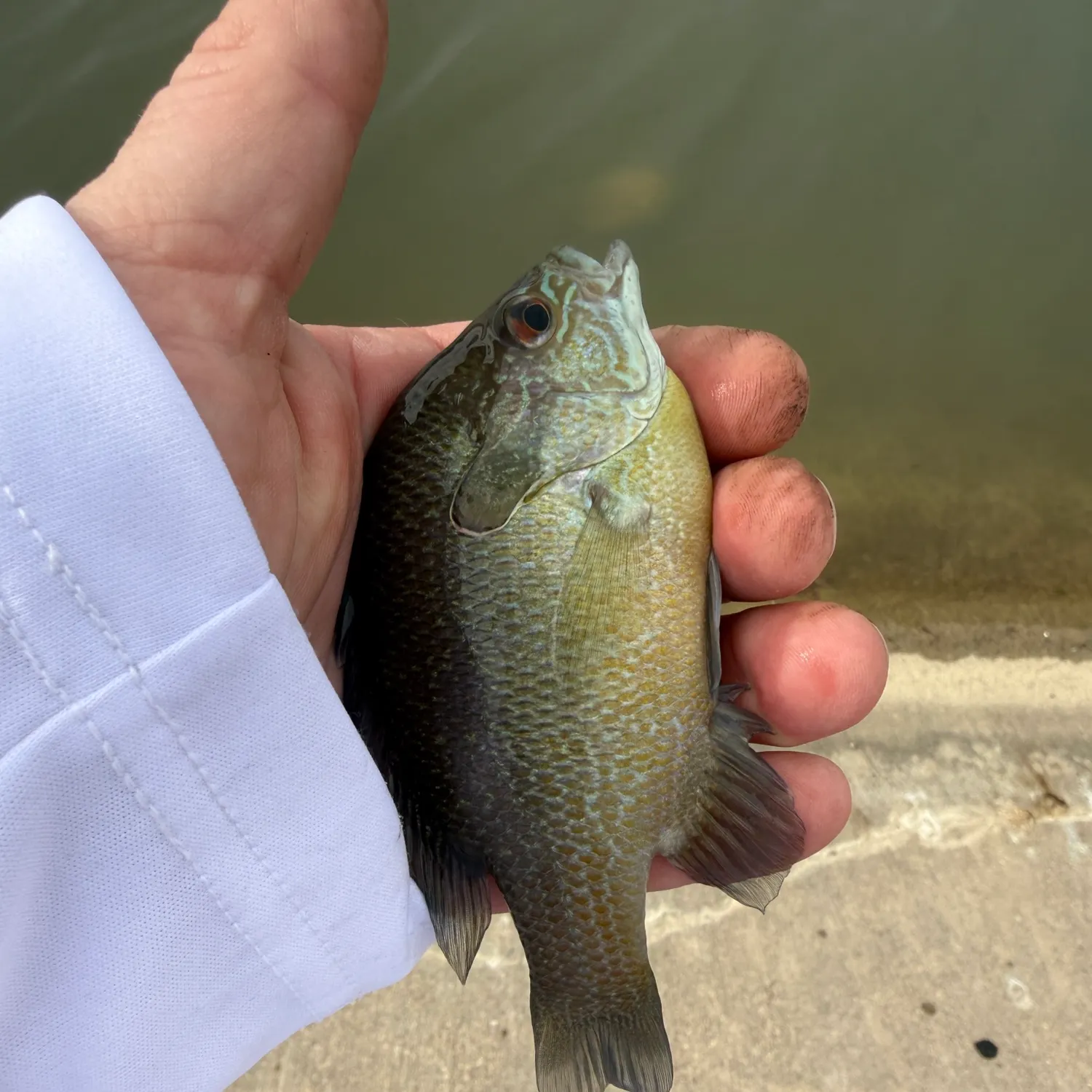 The most recent Green sunfish catches on Fishbrain