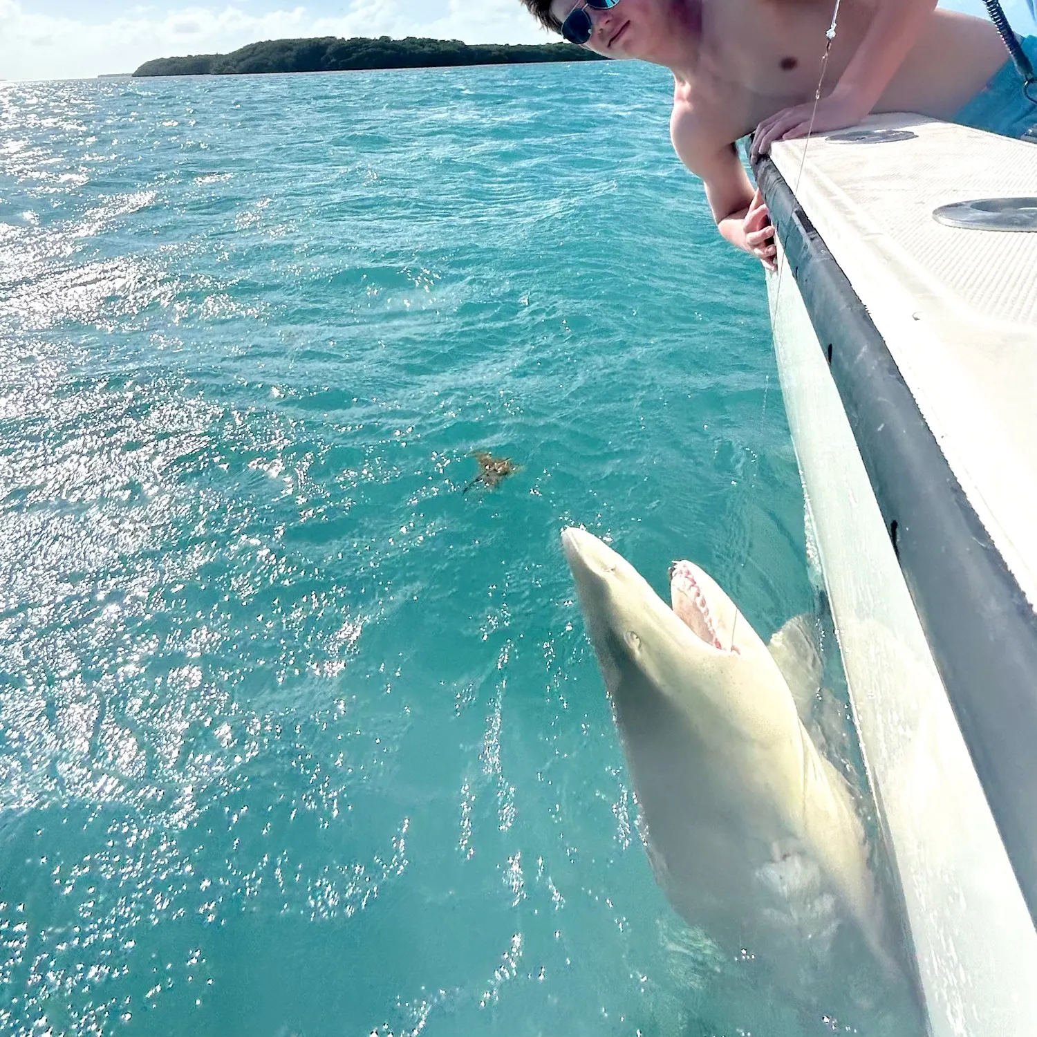 The most recent Lemon shark catches on Fishbrain