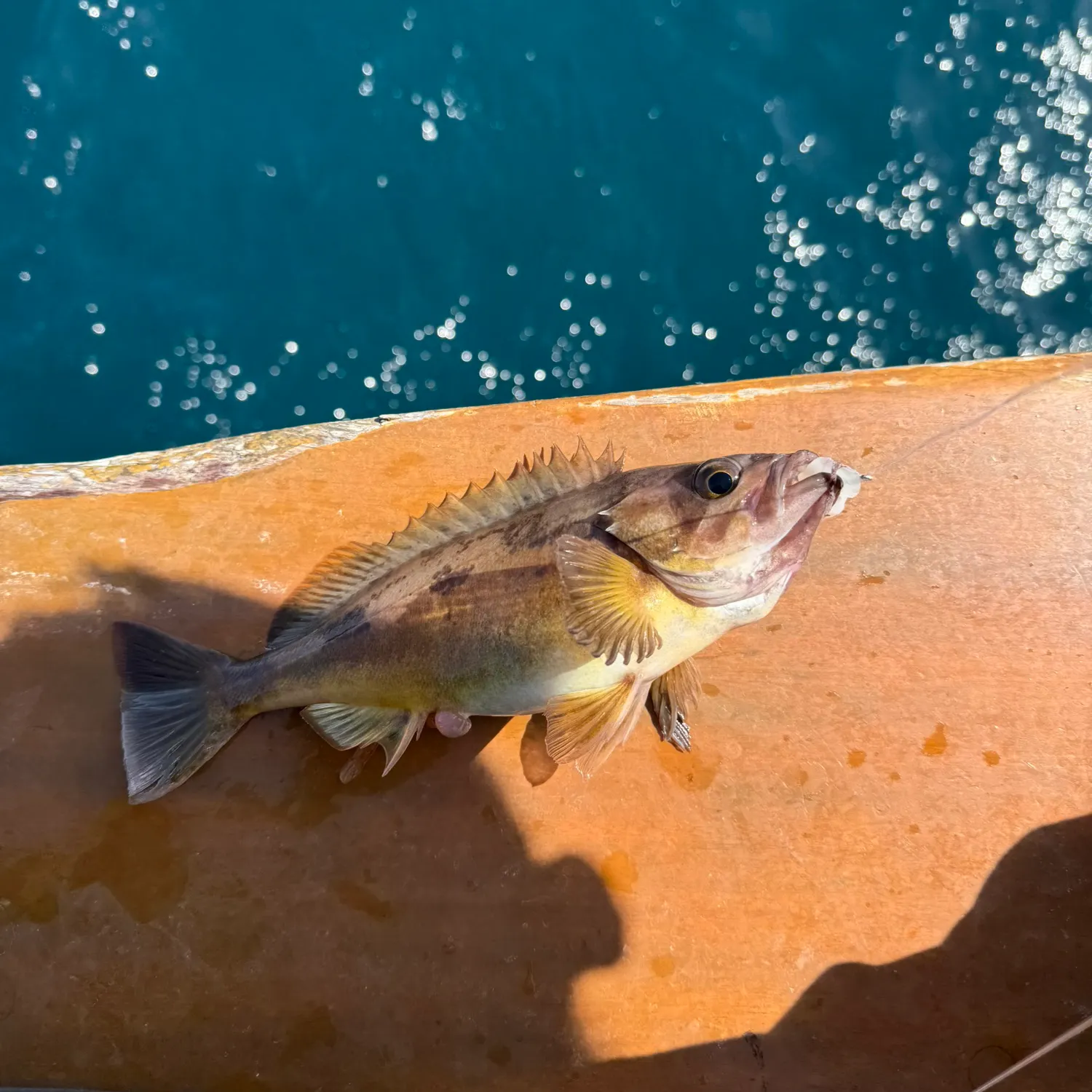 The most recent Squarespot rockfish catches on Fishbrain