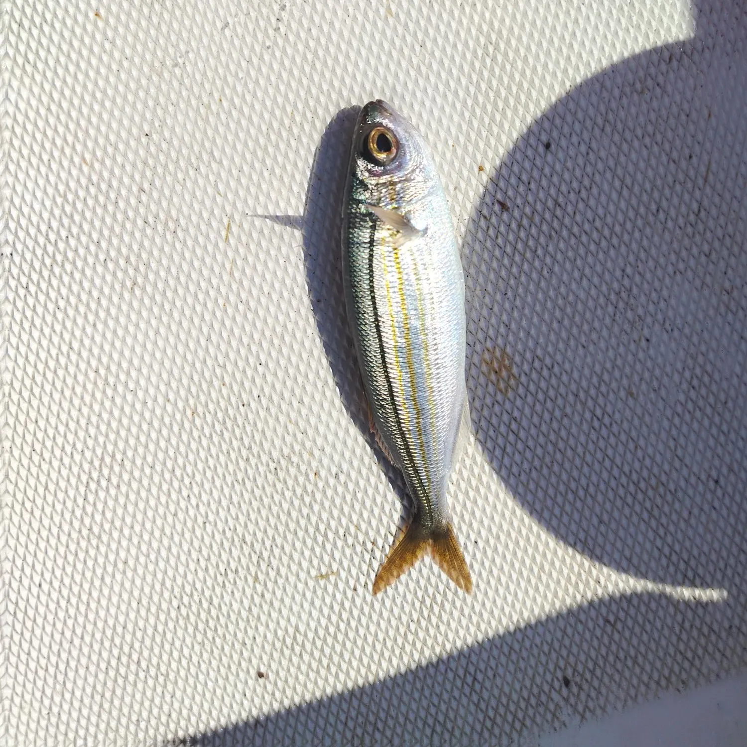 The most recent Boga catches on Fishbrain