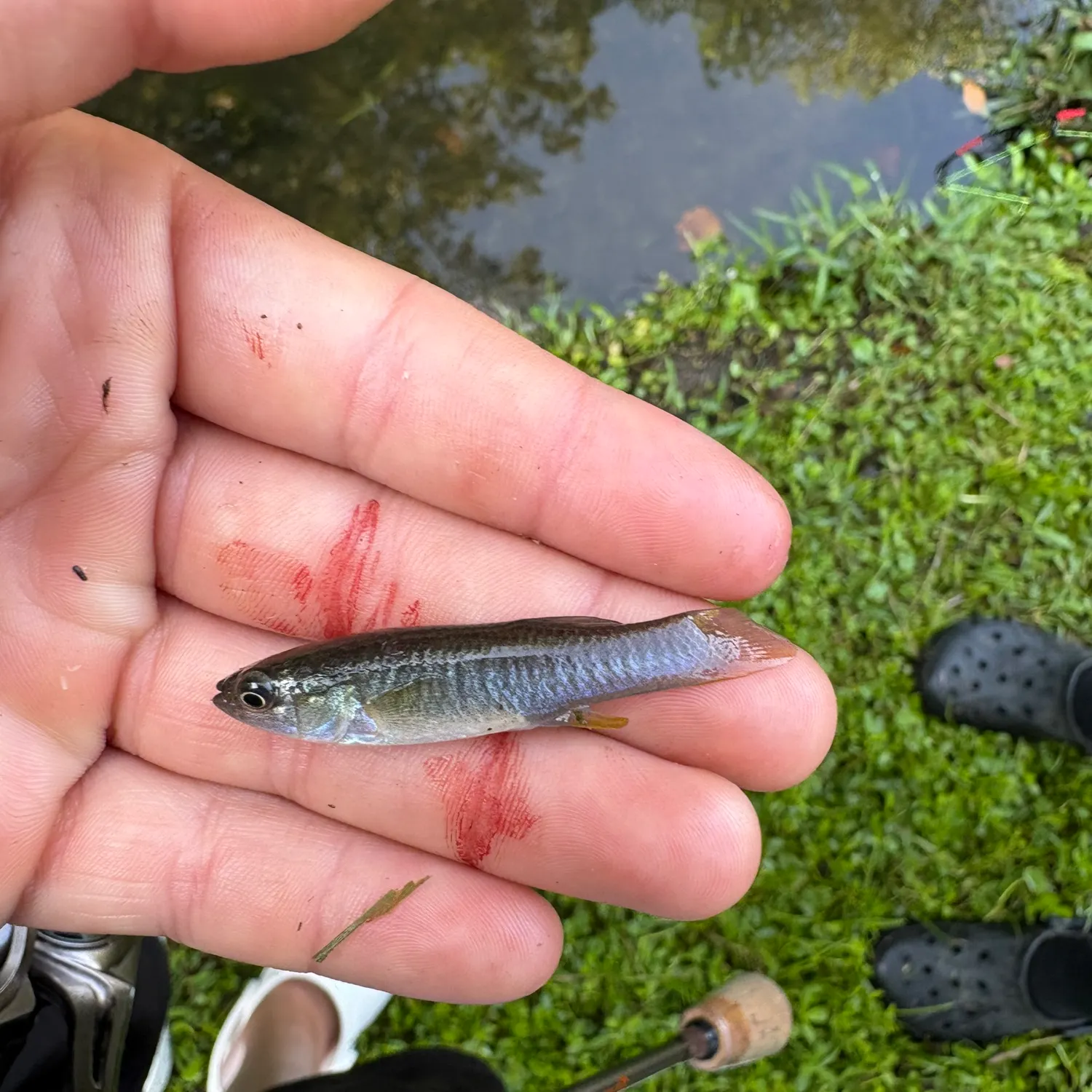 The most recent Guppy catches on Fishbrain