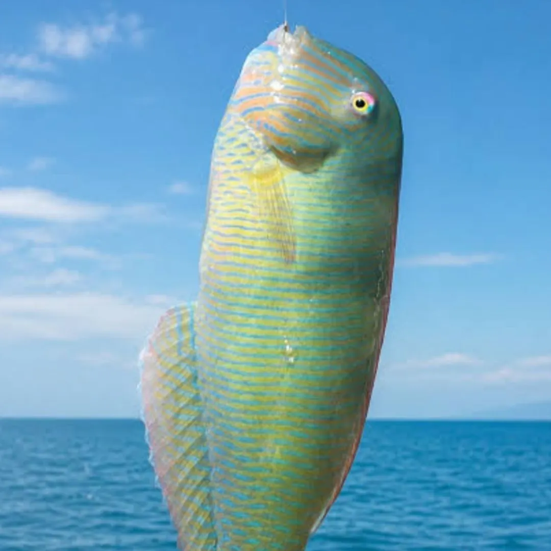 The most recent Pearly razorfish catches on Fishbrain