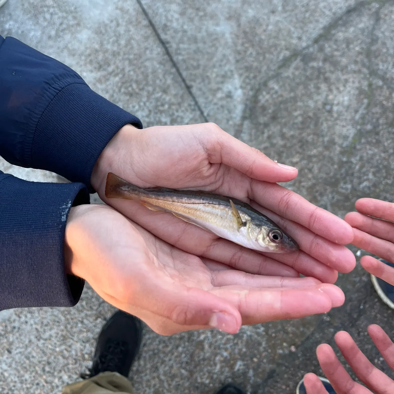 Whiting caught on Fishbrain