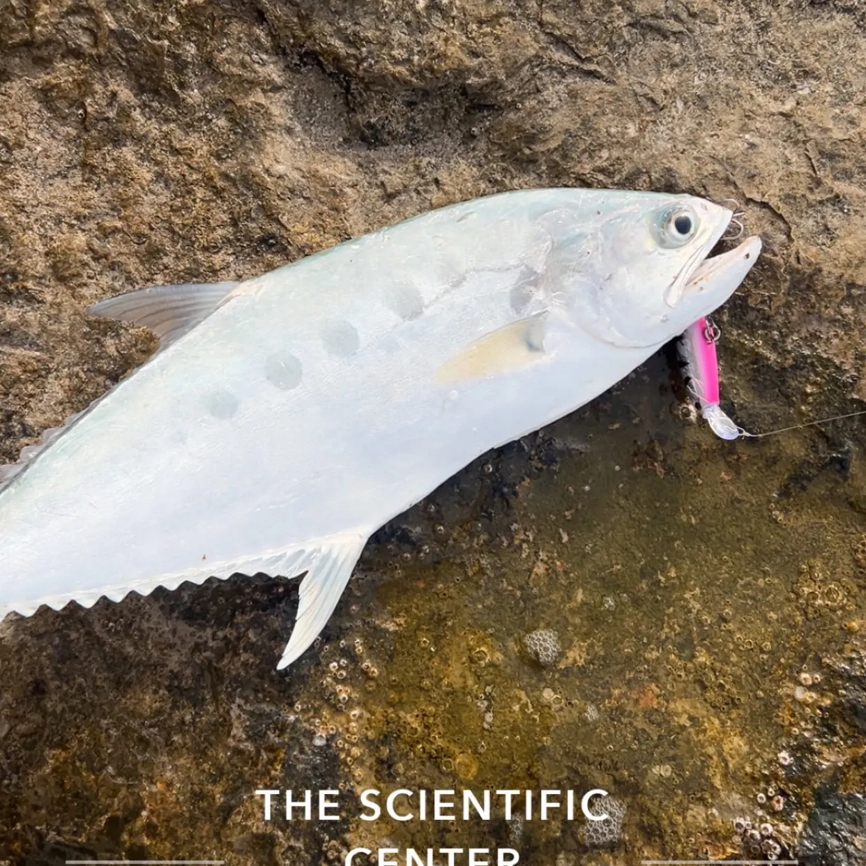 The most recent Talang queenfish catches on Fishbrain