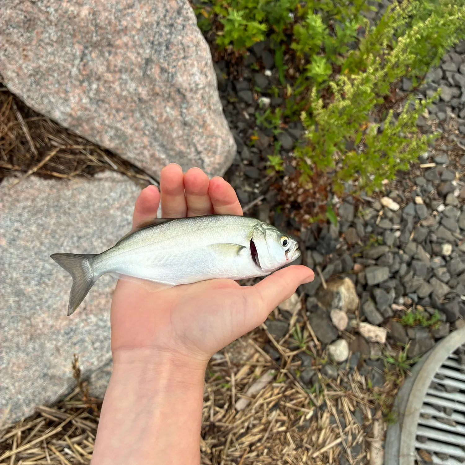 Fish caught on Fishbrain