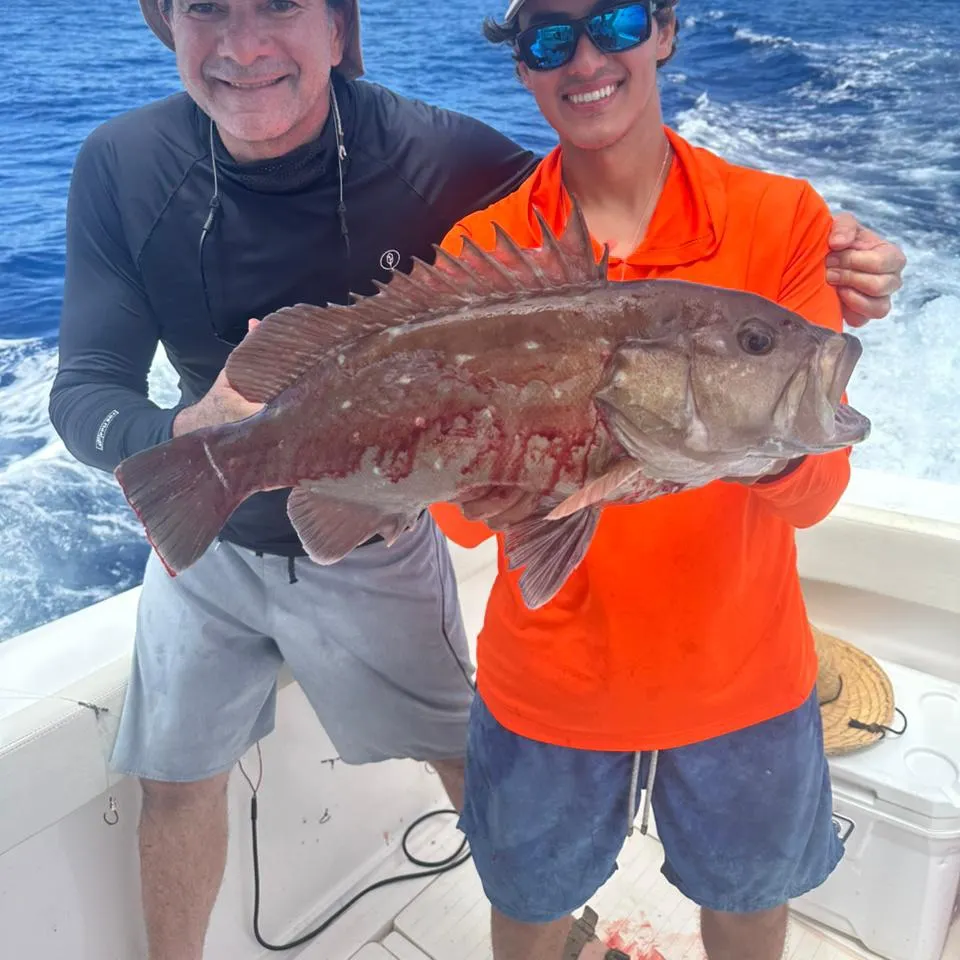 The most recent Snowy grouper catches on Fishbrain