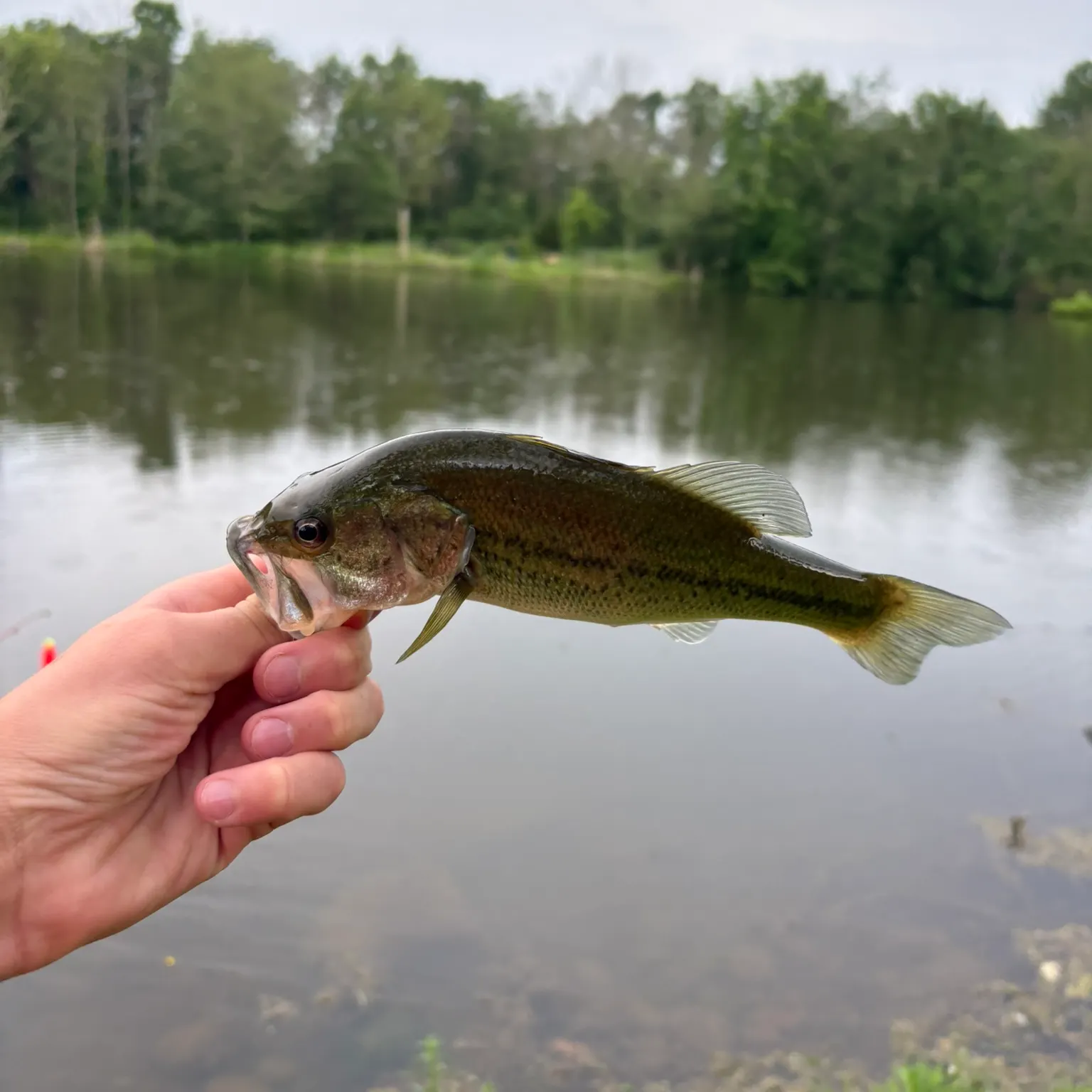 The most recent Largemouth bass catches on Fishbrain