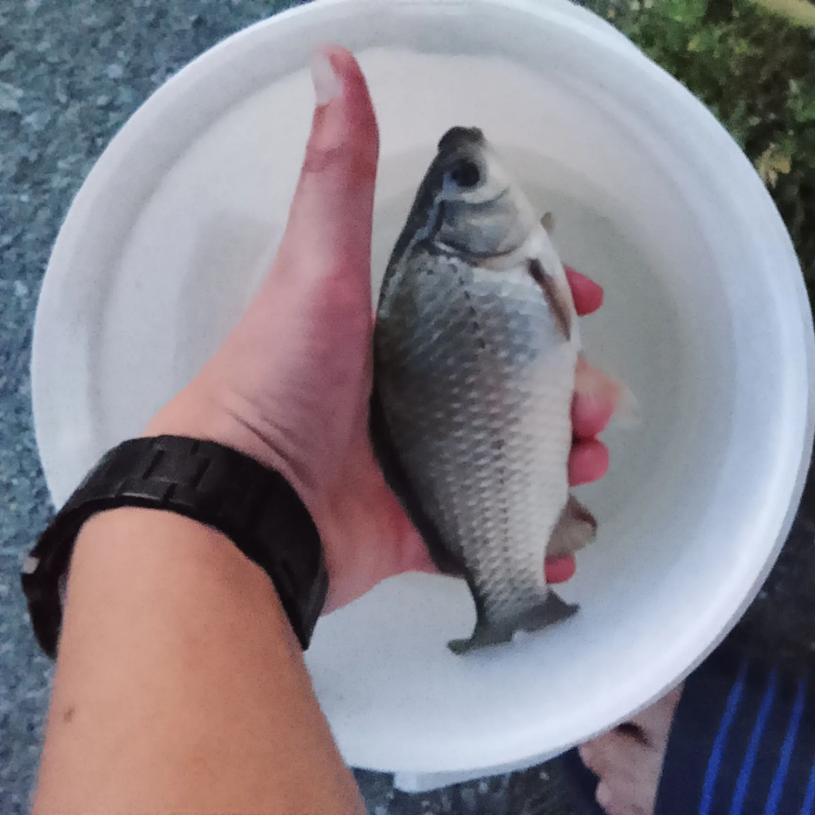 Prussian carp caught on Fishbrain