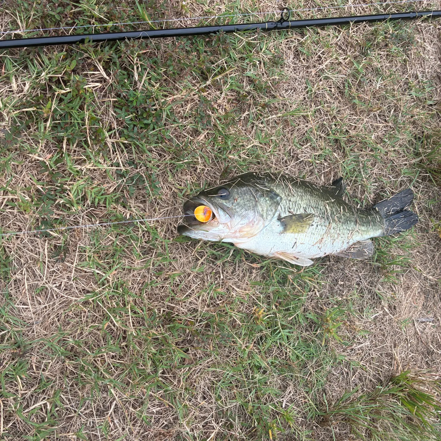 Largemouth bass caught on Fishbrain