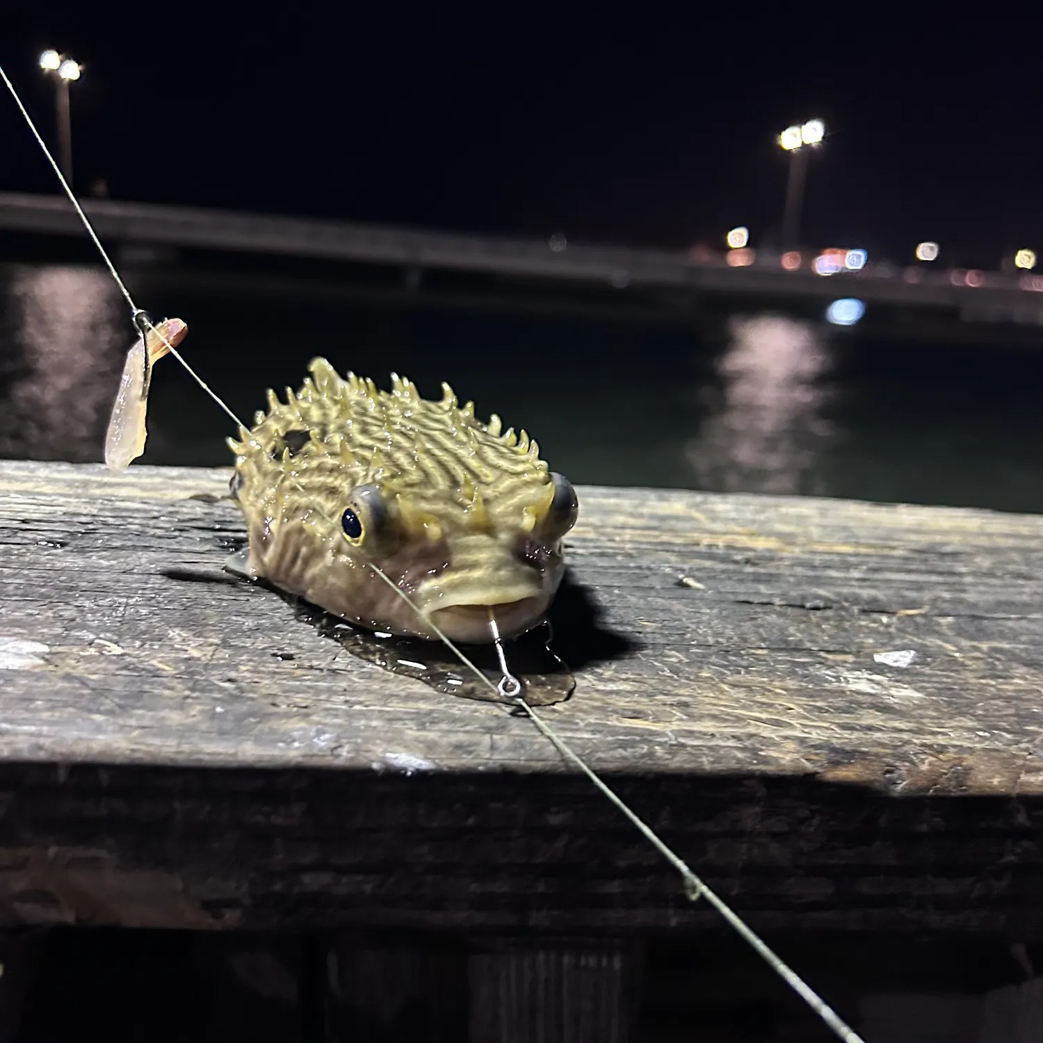 The most recent Striped burrfish catches on Fishbrain