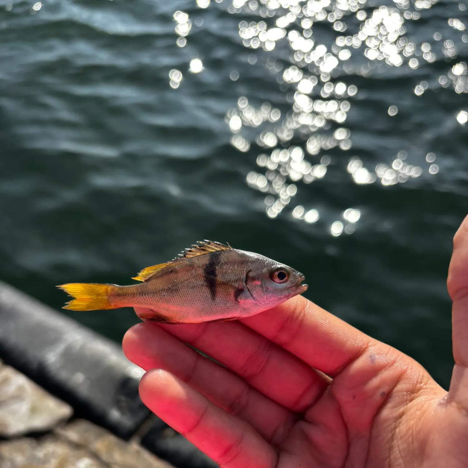 Fish caught on Fishbrain