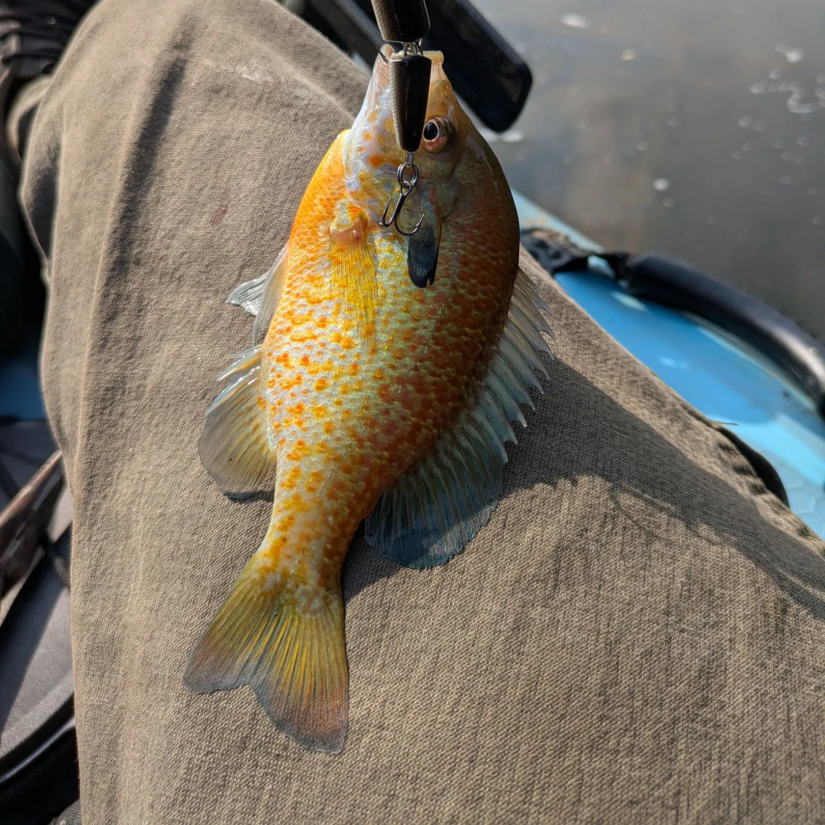 Redbreast sunfish caught on Fishbrain
