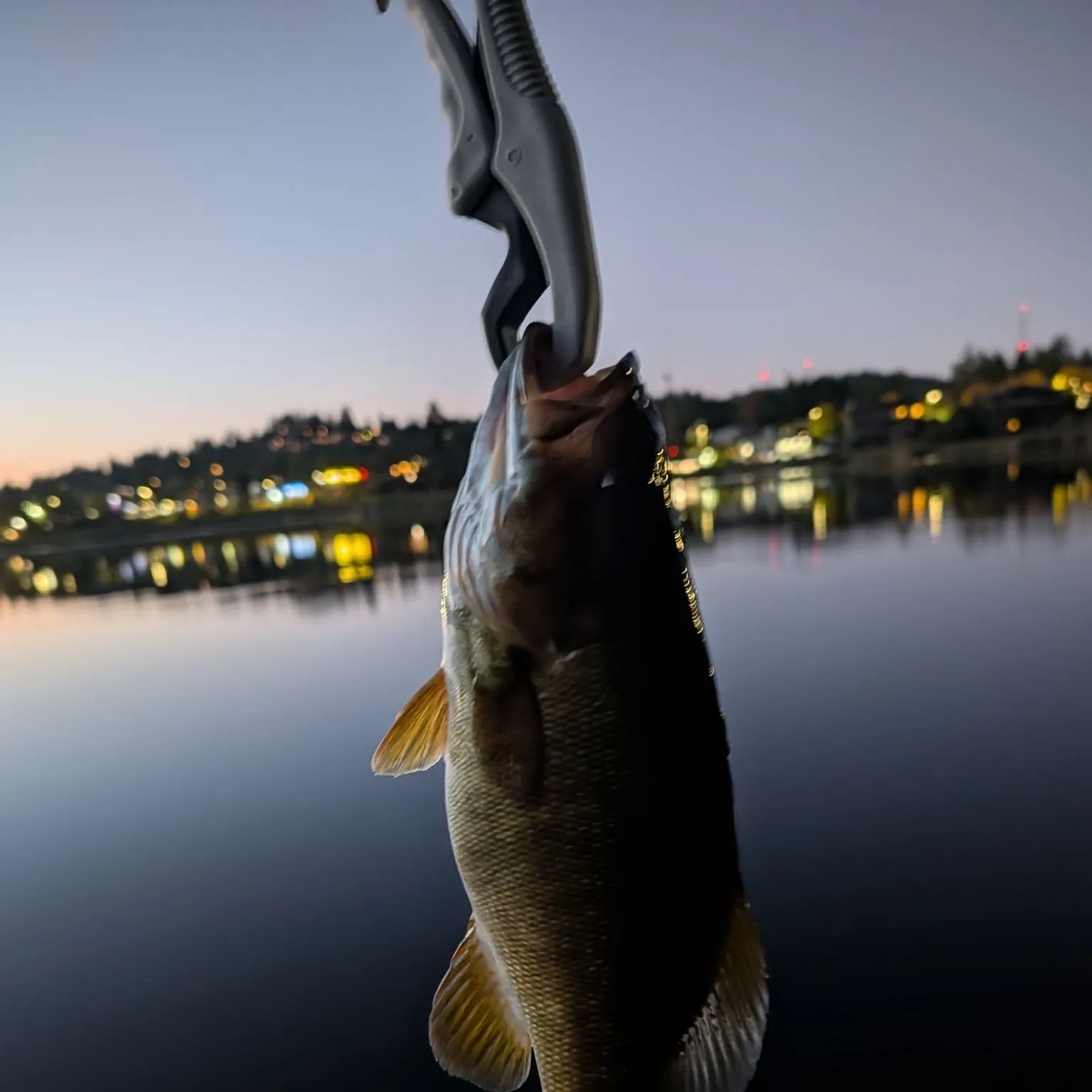 Smallmouth bass caught on Fishbrain