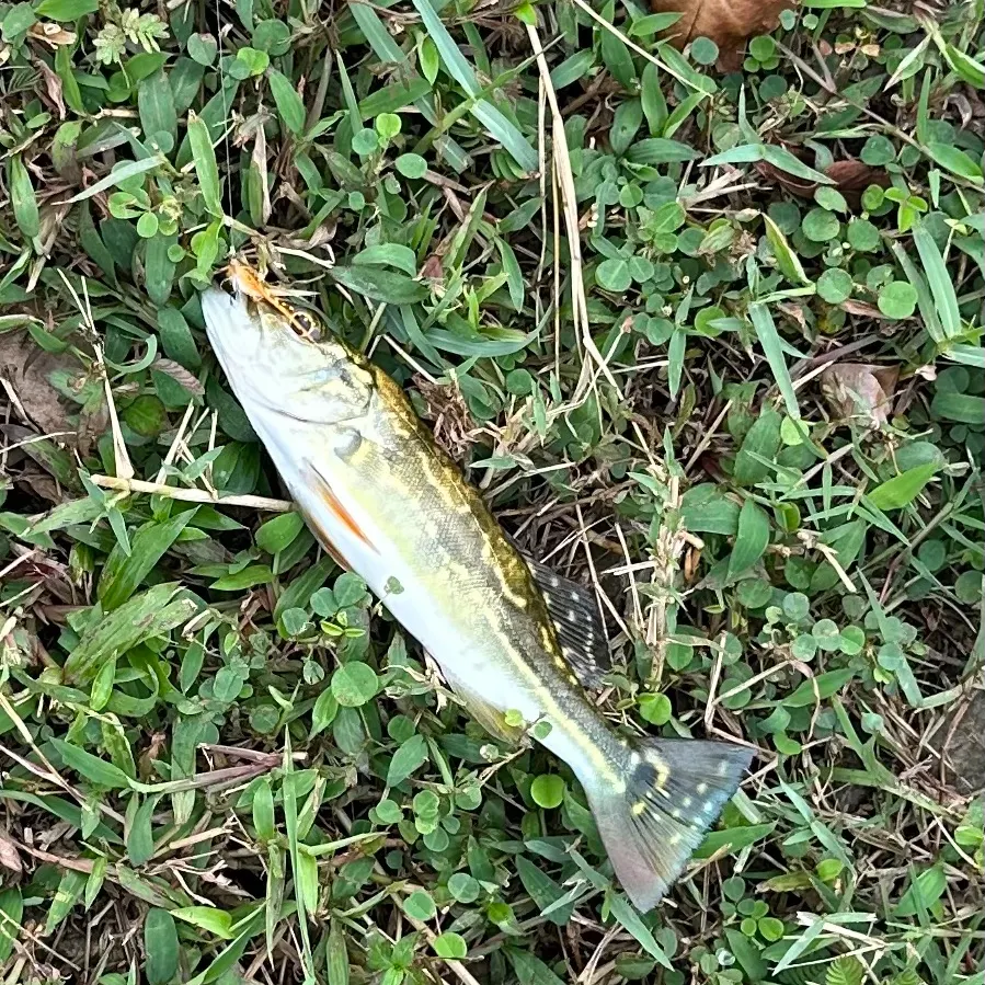 The most recent Speckled peacock bass catches on Fishbrain