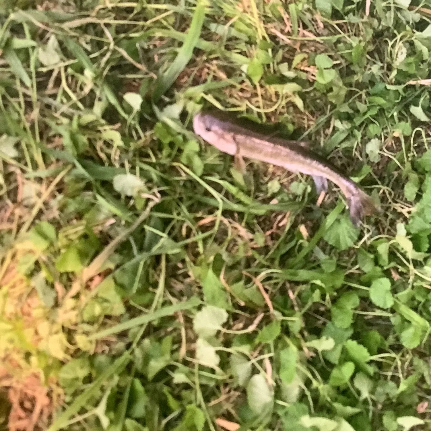 The most recent Creek chub catches on Fishbrain