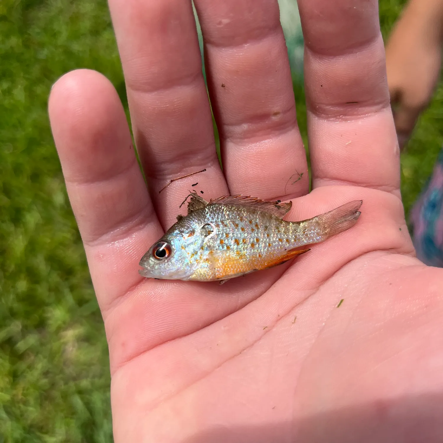 The most recent Orangespotted sunfish catches on Fishbrain