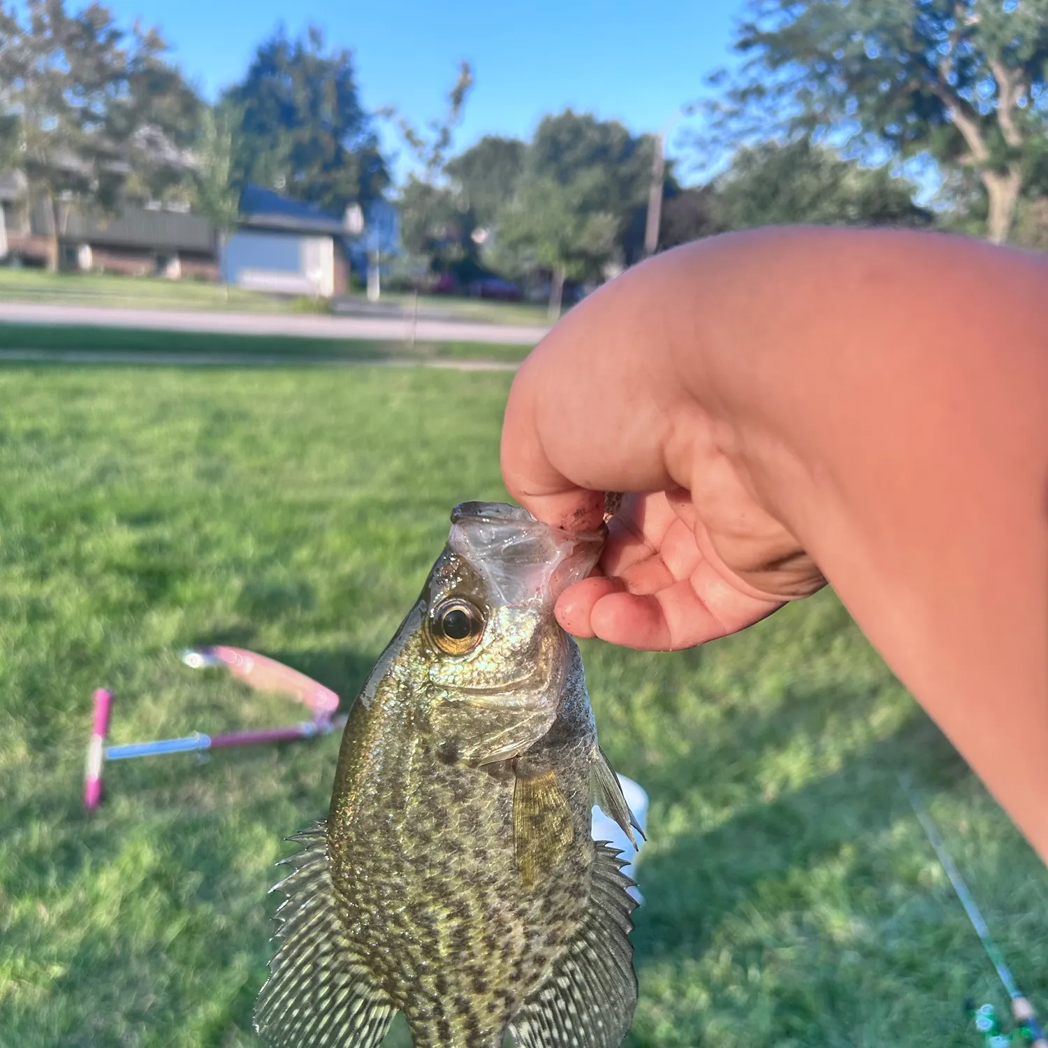Black crappie caught on Fishbrain