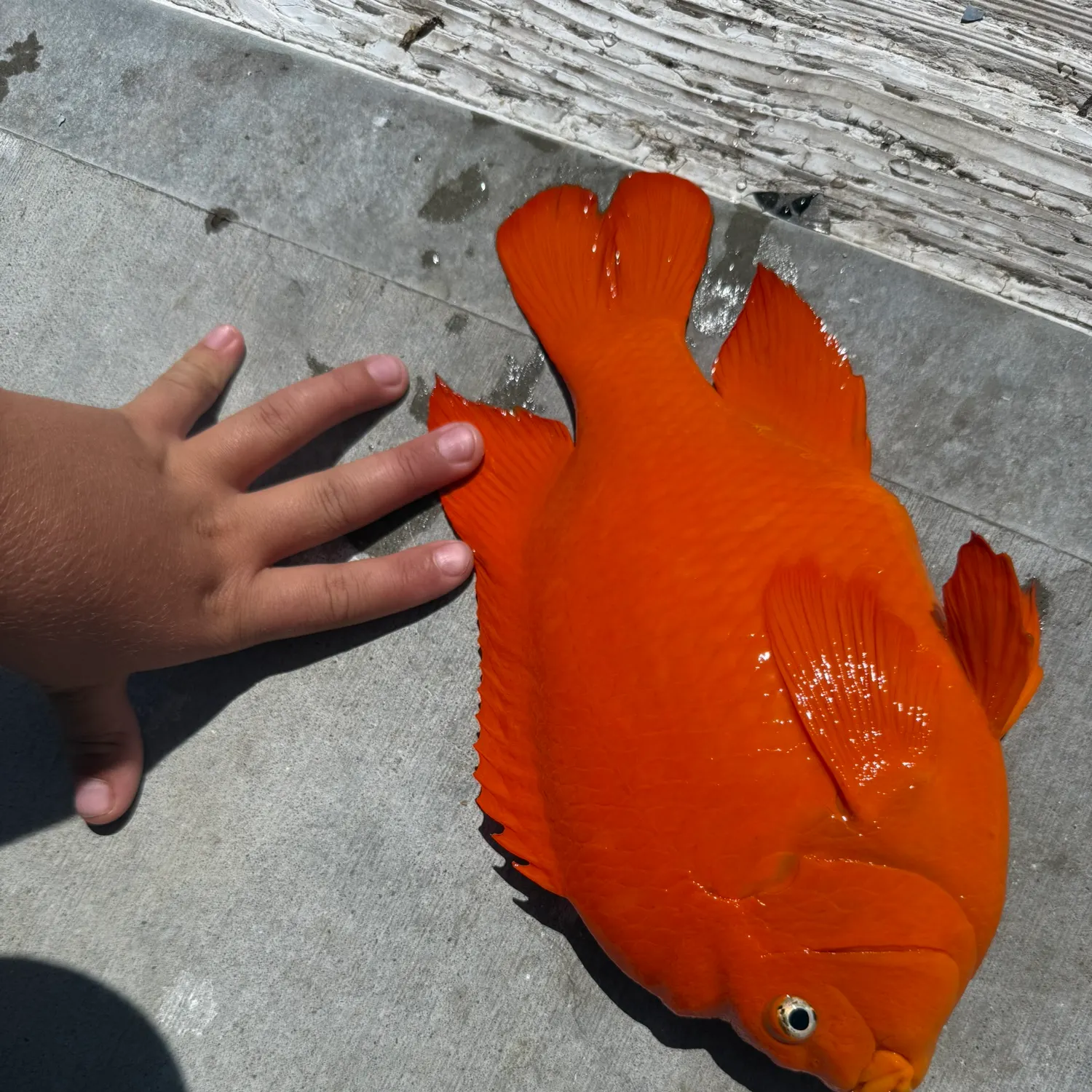The most recent Garibaldi damselfish catches on Fishbrain
