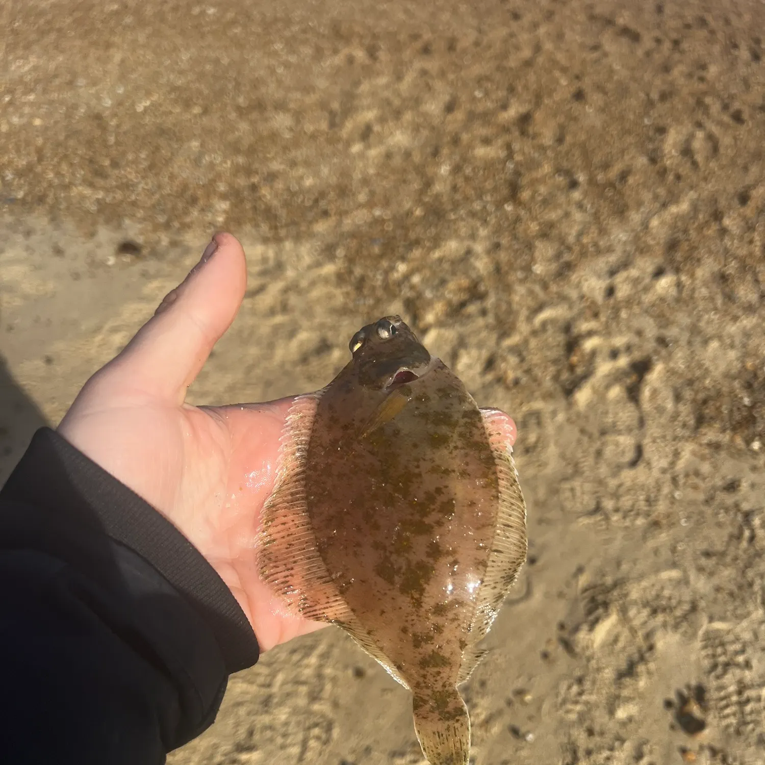 The most recent Common dab catches on Fishbrain