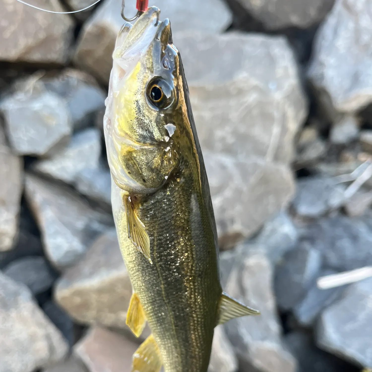 Northern pikeminnow caught on Fishbrain