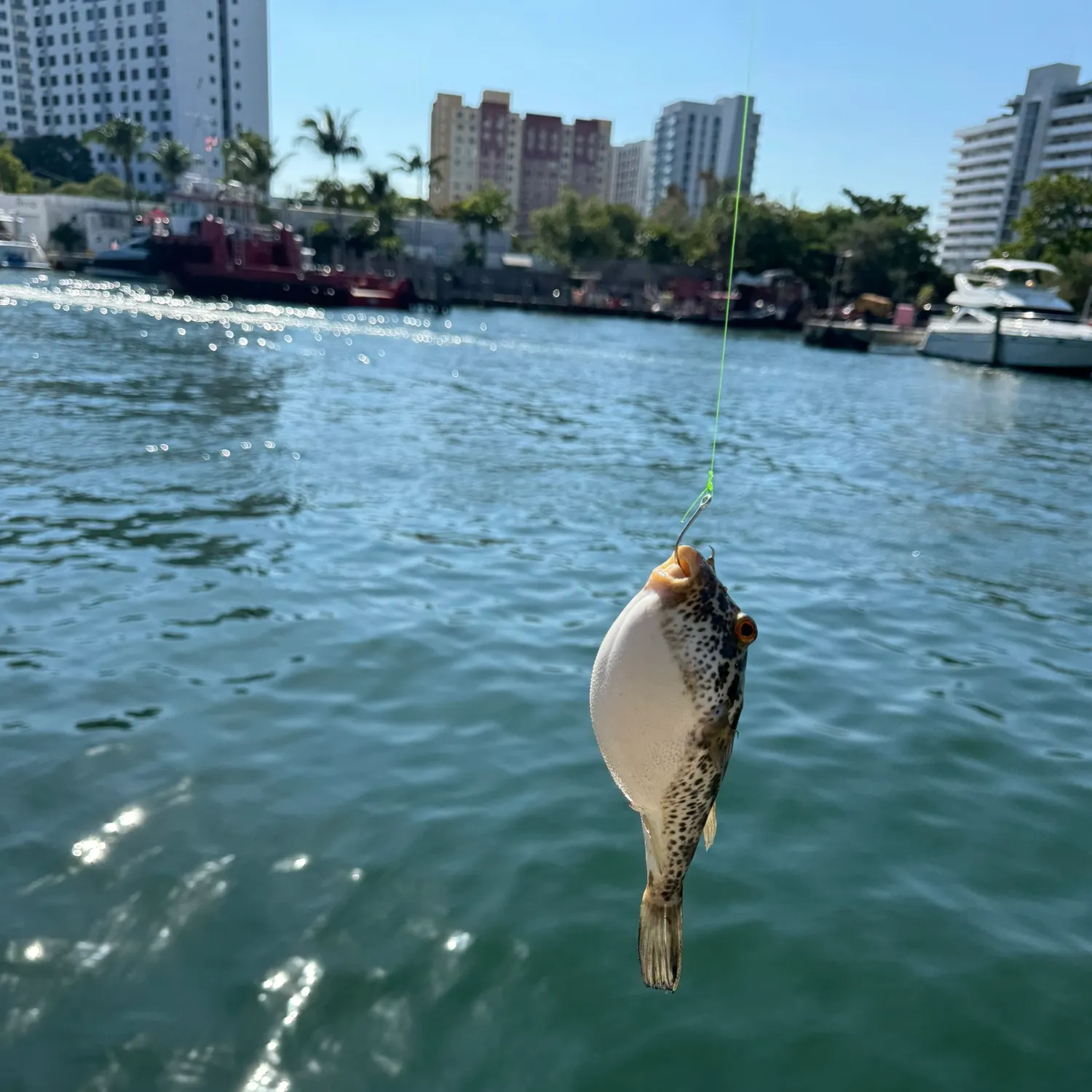 recently logged catches