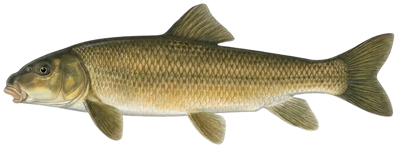 Utah sucker