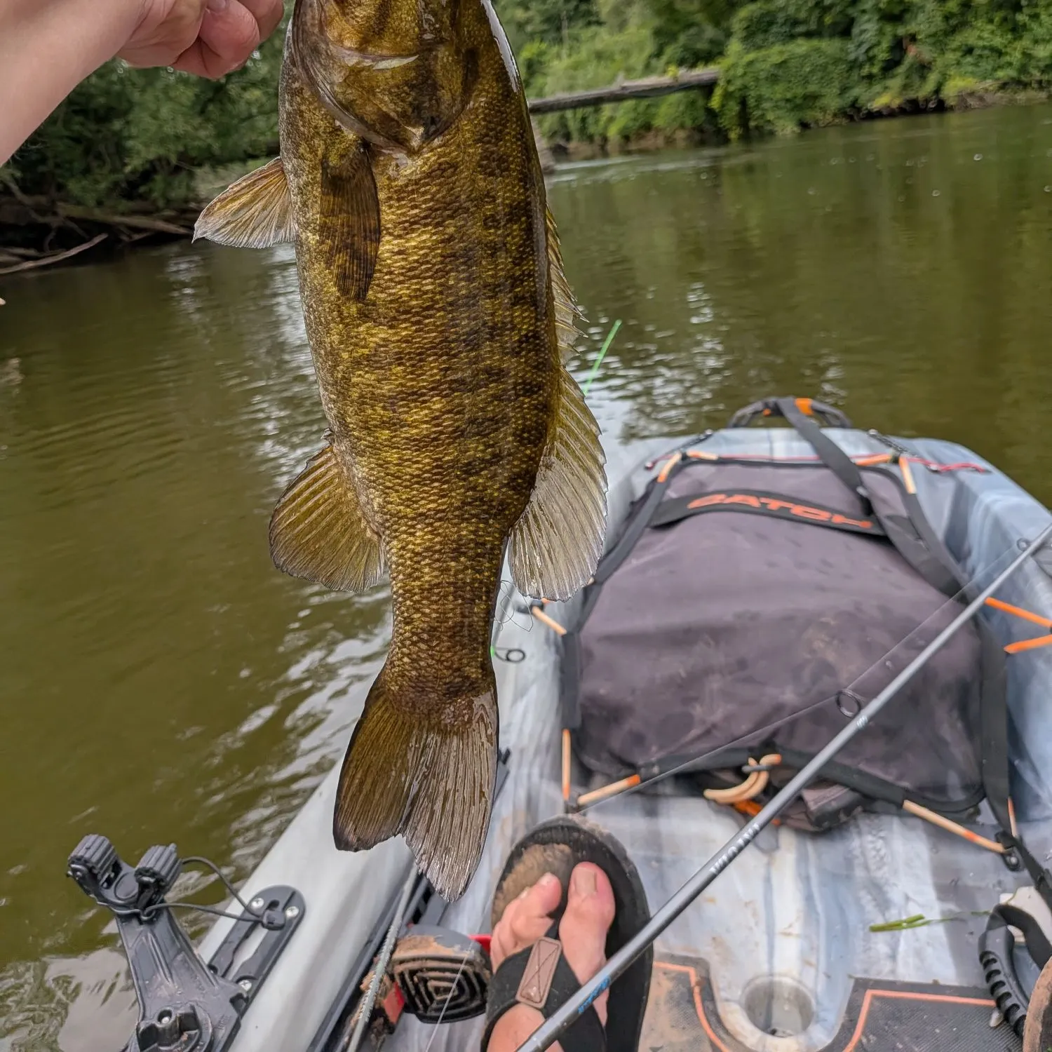 Smallmouth bass caught on Fishbrain