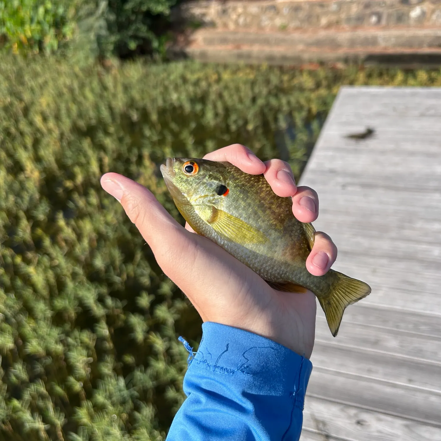 Redear sunfish caught on Fishbrain