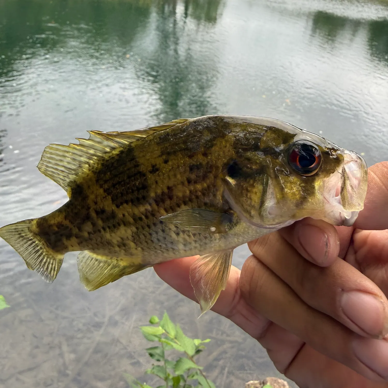 Rock bass caught on Fishbrain