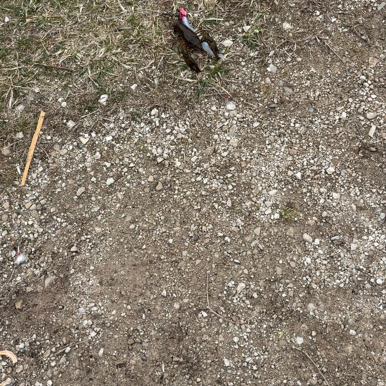 The most recent Northern clearwater crayfish catches on Fishbrain