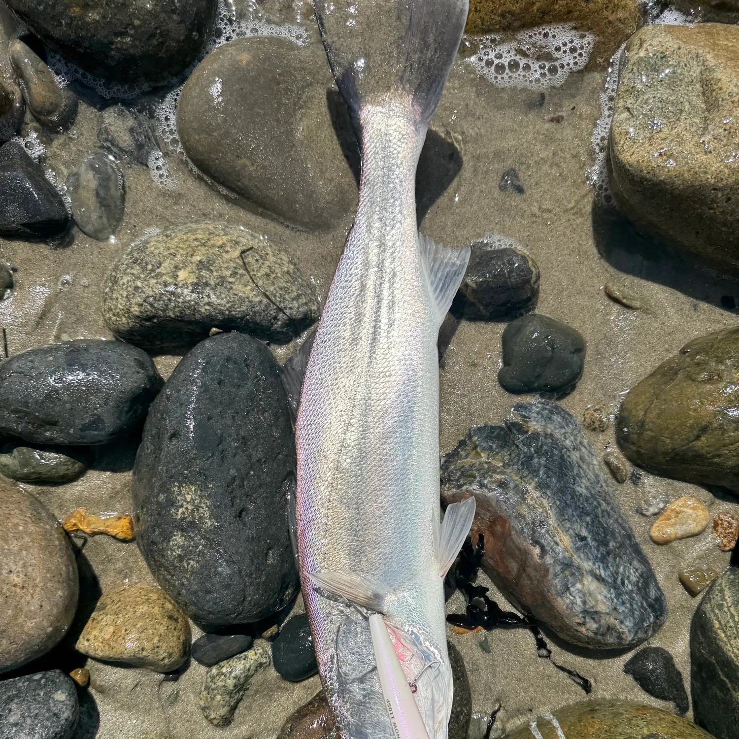 The most recent Stolzmann's weakfish catches on Fishbrain