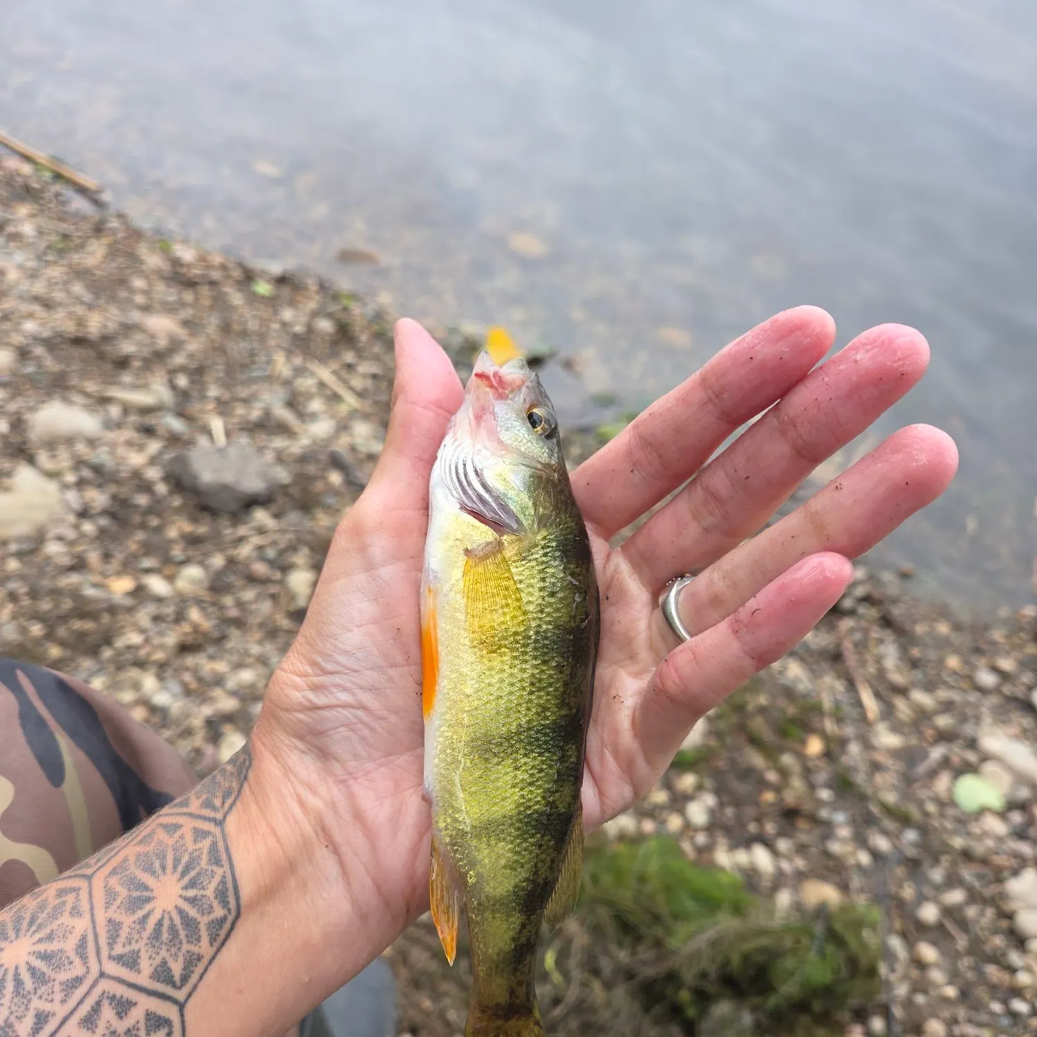 Yellow perch caught on Fishbrain