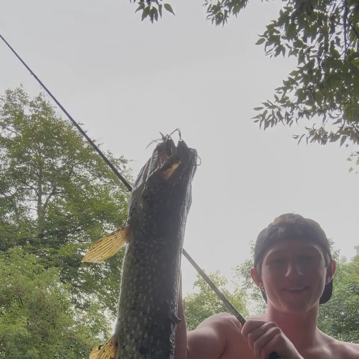 Northern pike caught on Fishbrain