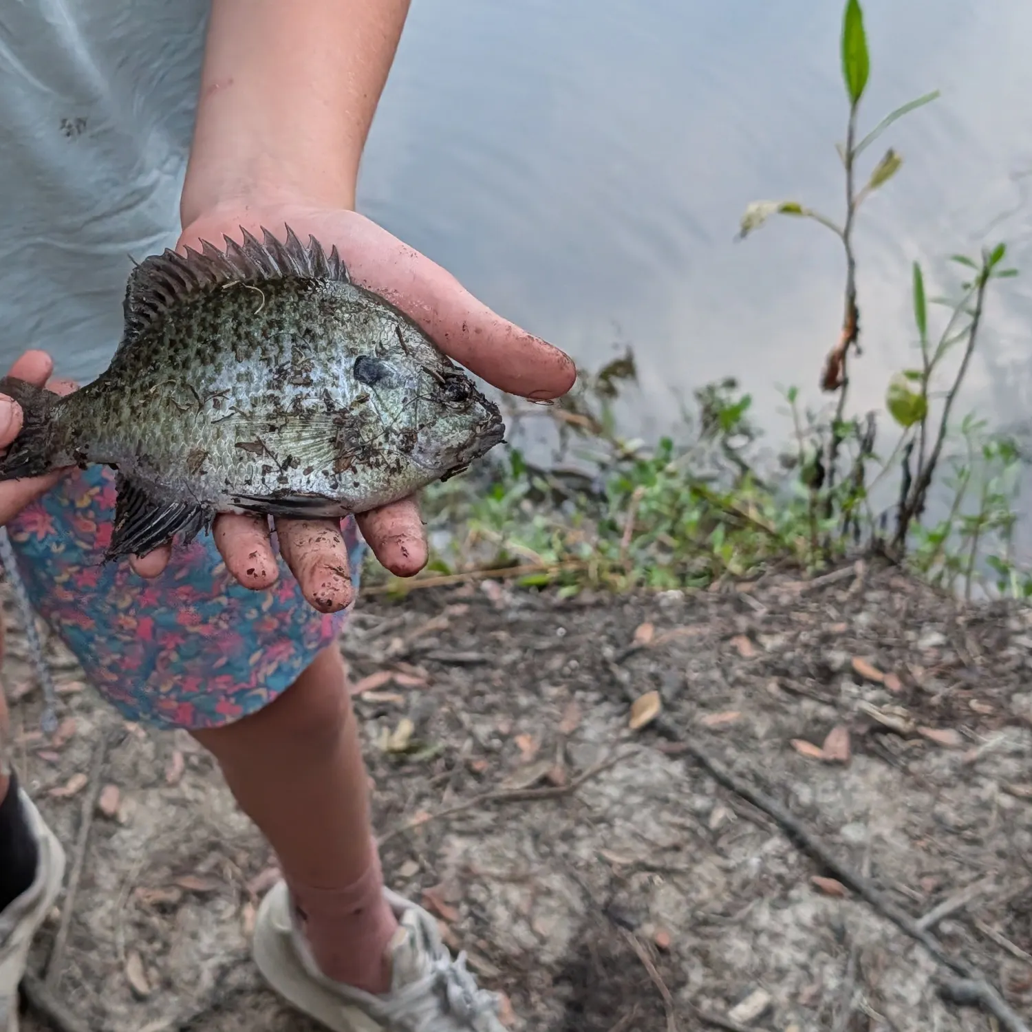 Bluegill caught on Fishbrain