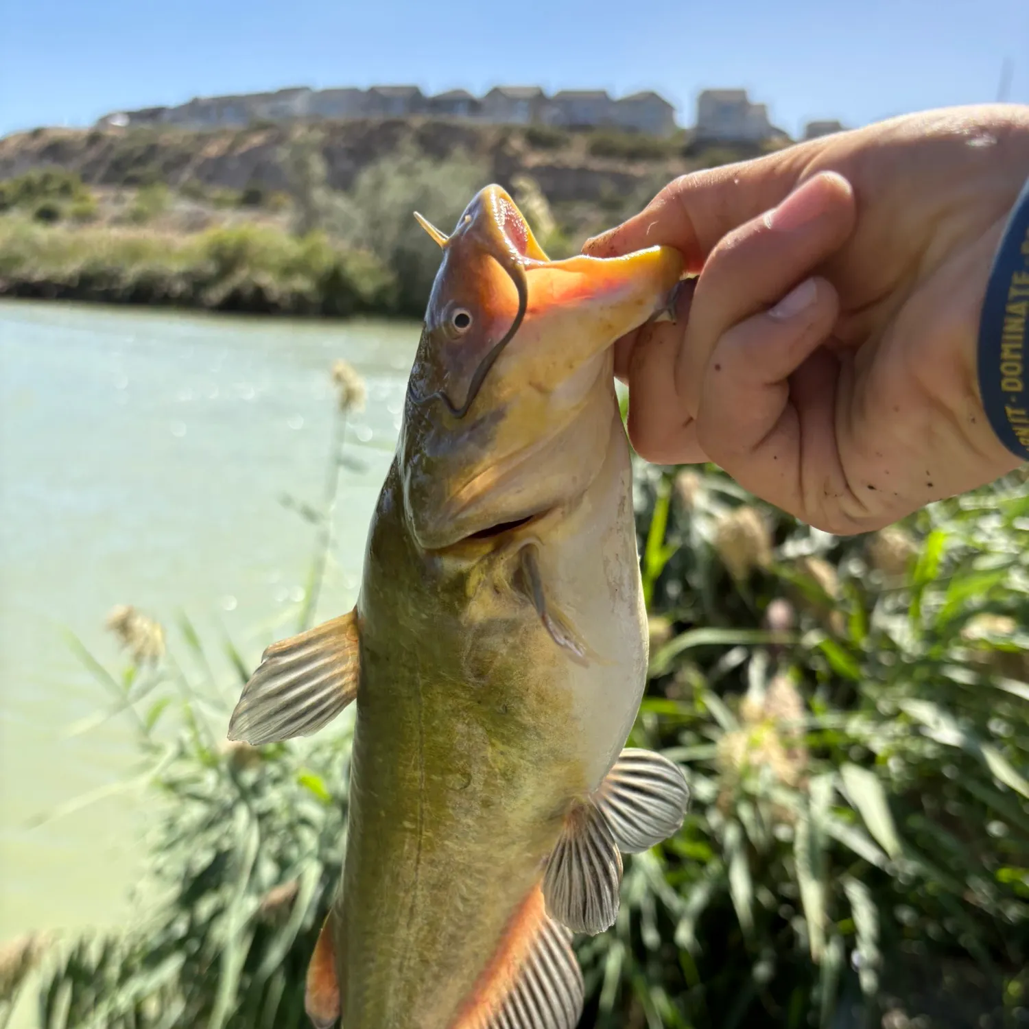 Yellow bullhead caught on Fishbrain
