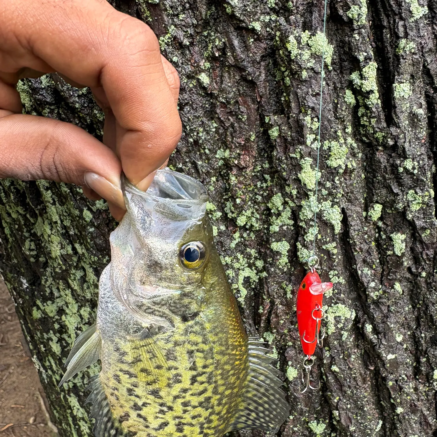 The most recent Magnolia crappie catches on Fishbrain