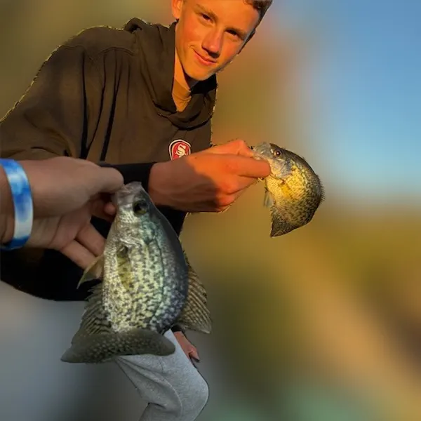Black crappie caught on Fishbrain