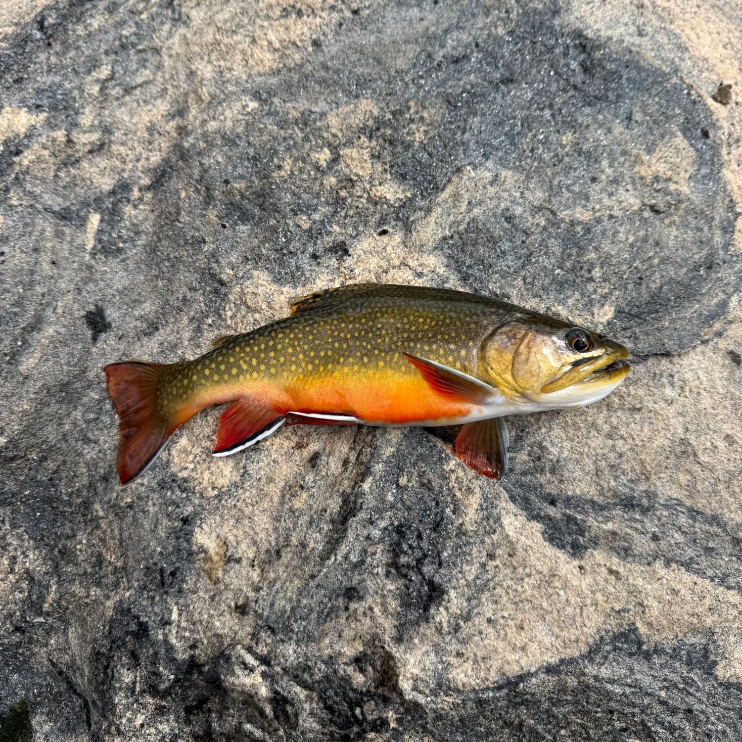 Brook trout caught on Fishbrain