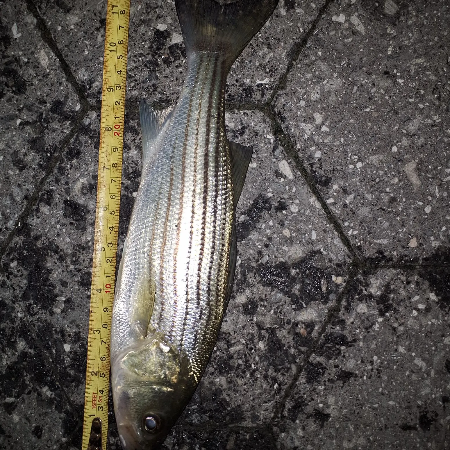 Striped bass caught on Fishbrain