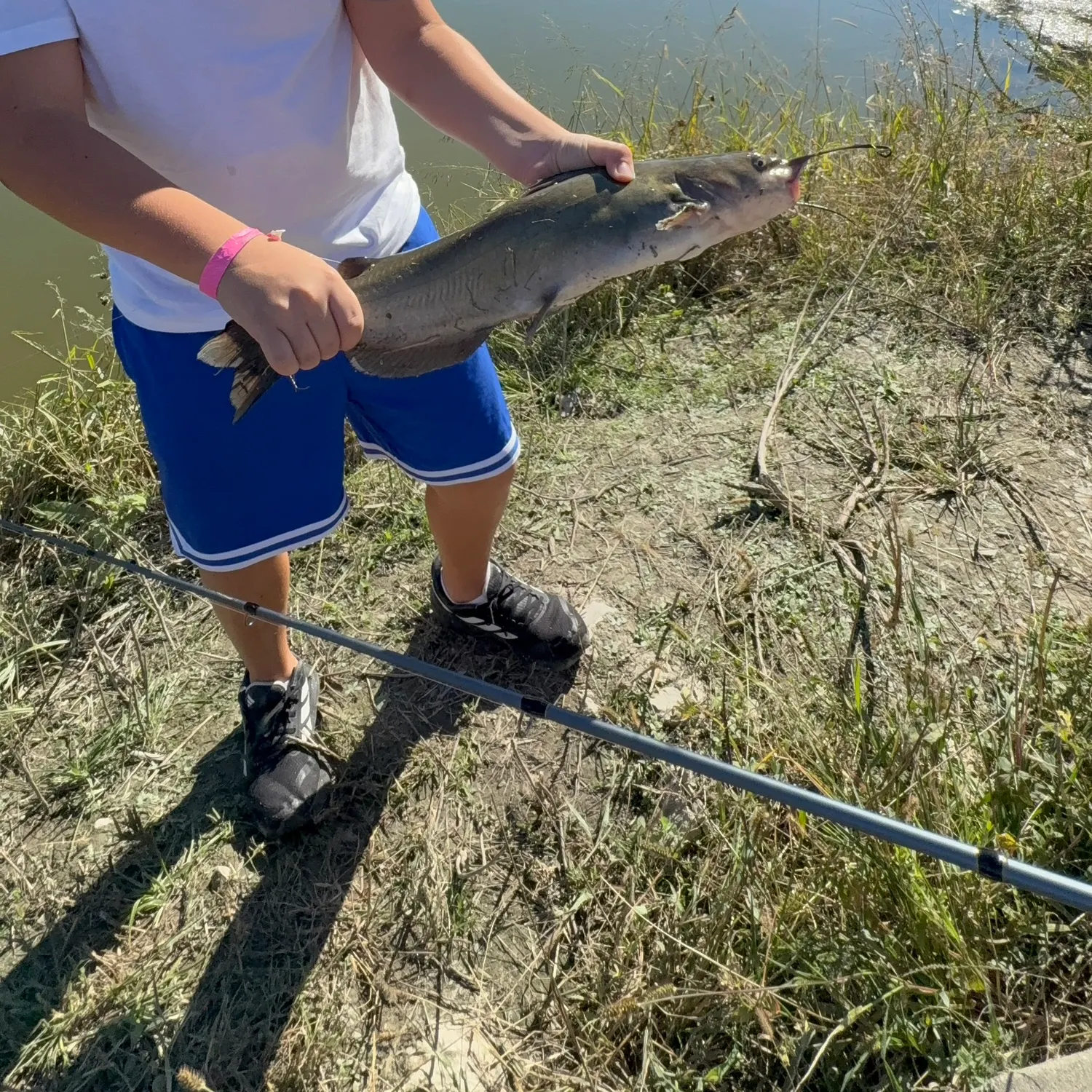 Channel catfish caught on Fishbrain