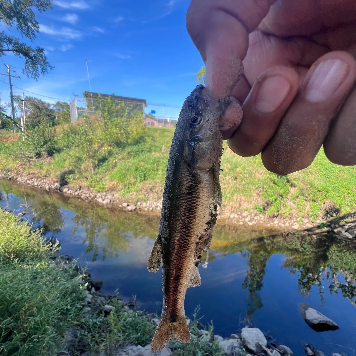 Creek chub caught on Fishbrain