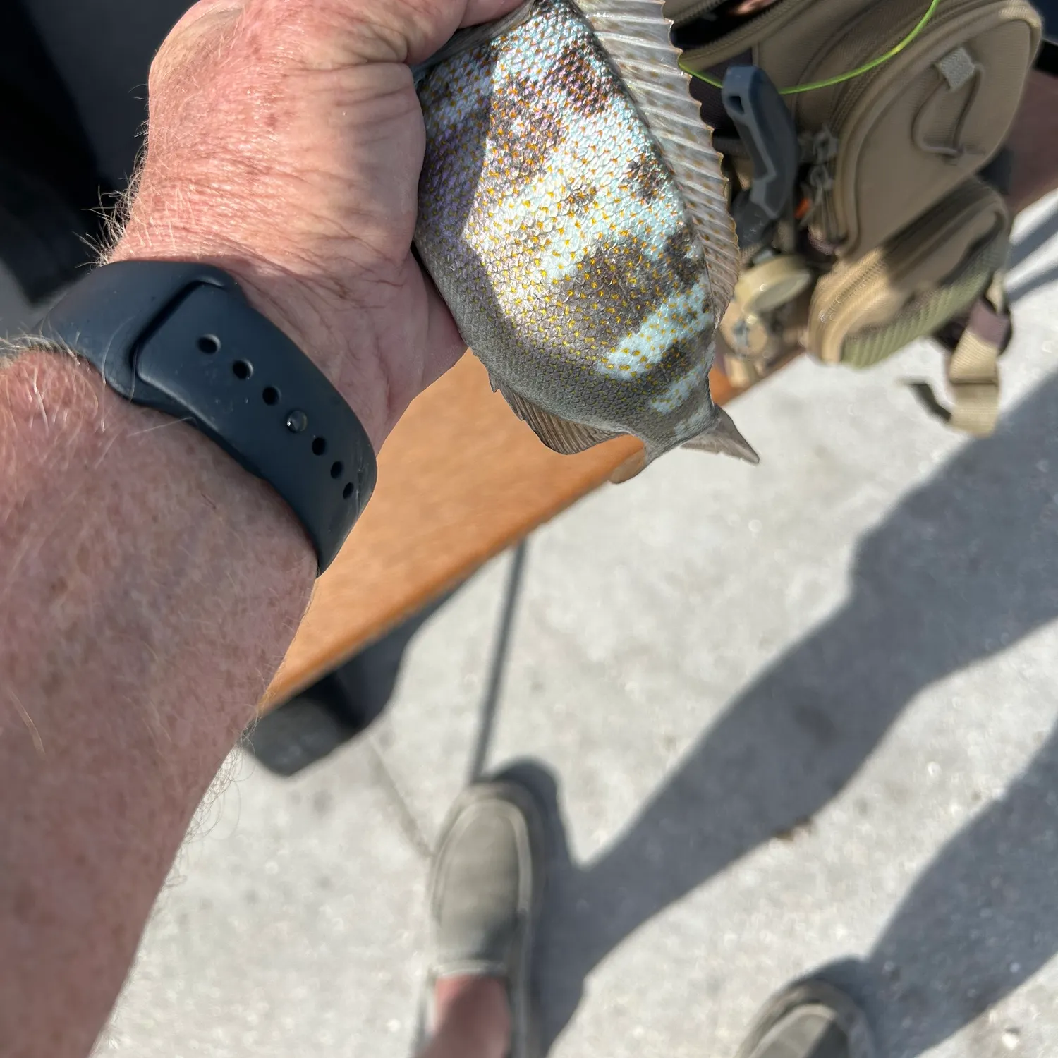 recently logged catches