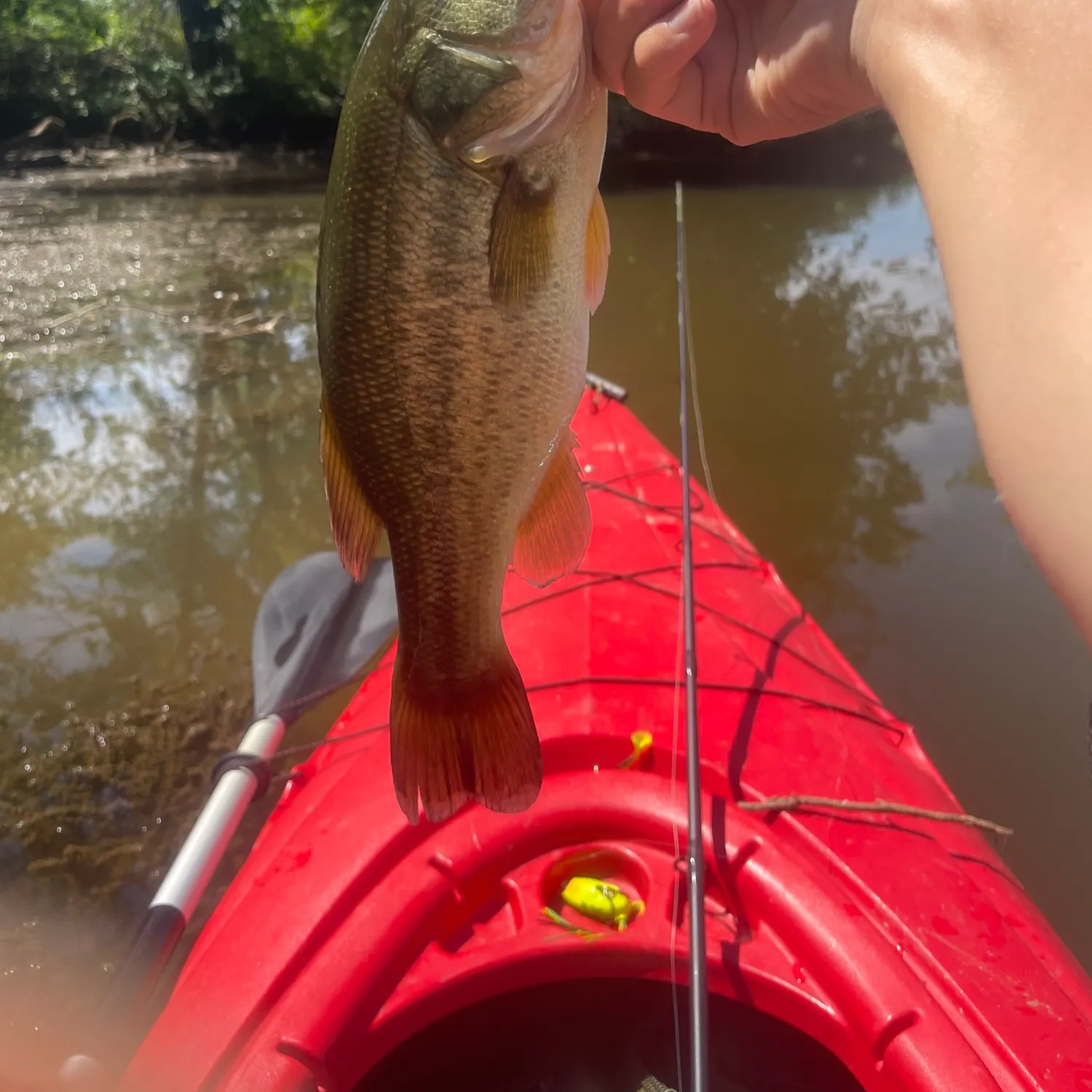 Largemouth bass caught on Fishbrain