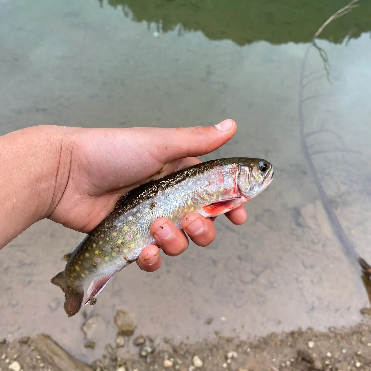 angler catch